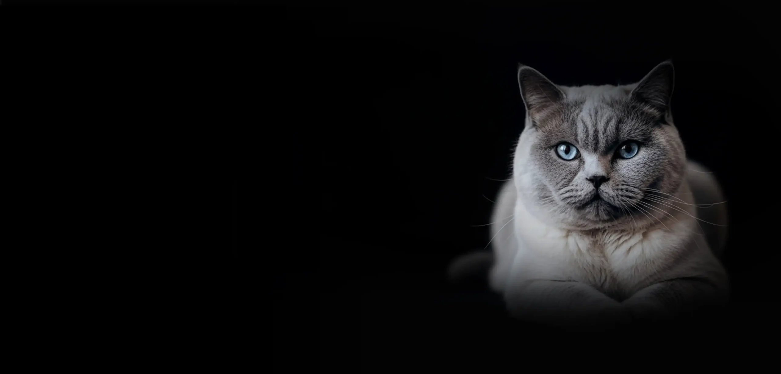 گارفی - حیوانات خانگی - گربه بریتیش