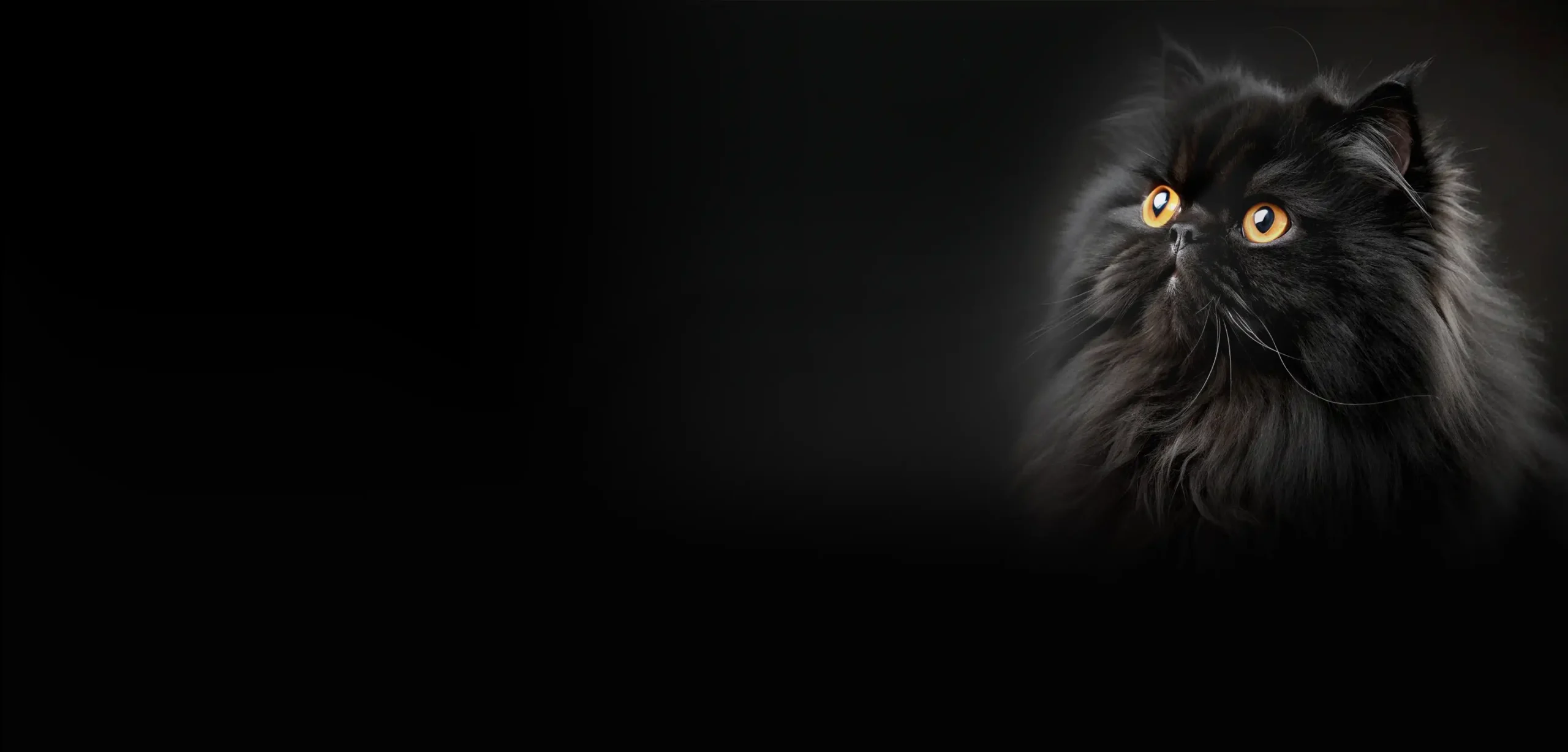 گارفی - حیوانات خانگی - گربه پرشین