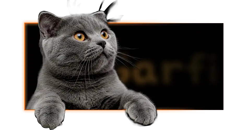 گربه اسکاتیش