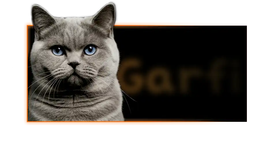 گربه بریتیش