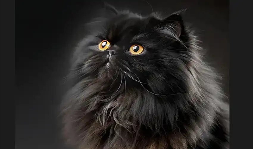 تغذیه گربه پرشین بالغ