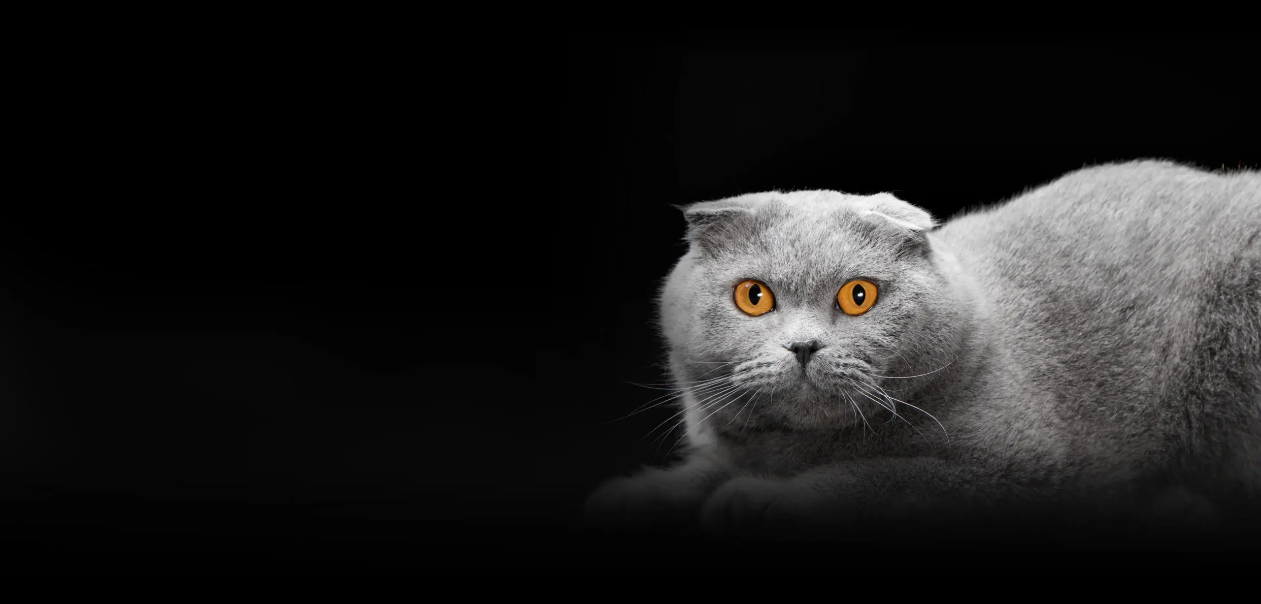 گارفی - حیوانات خانگی - گربه اسکاتیش